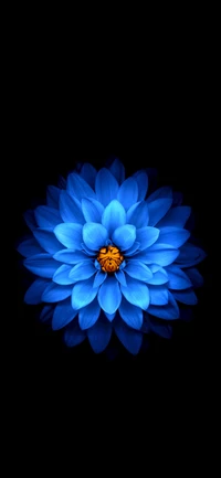 Flor azul eléctrico con pétalos vibrantes contra un fondo oscuro