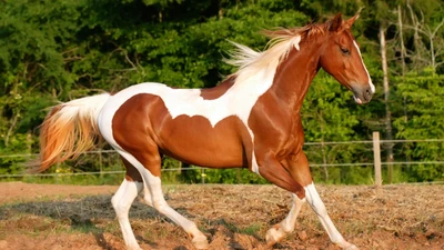 horse, mane, stallion, mare, mustang horse