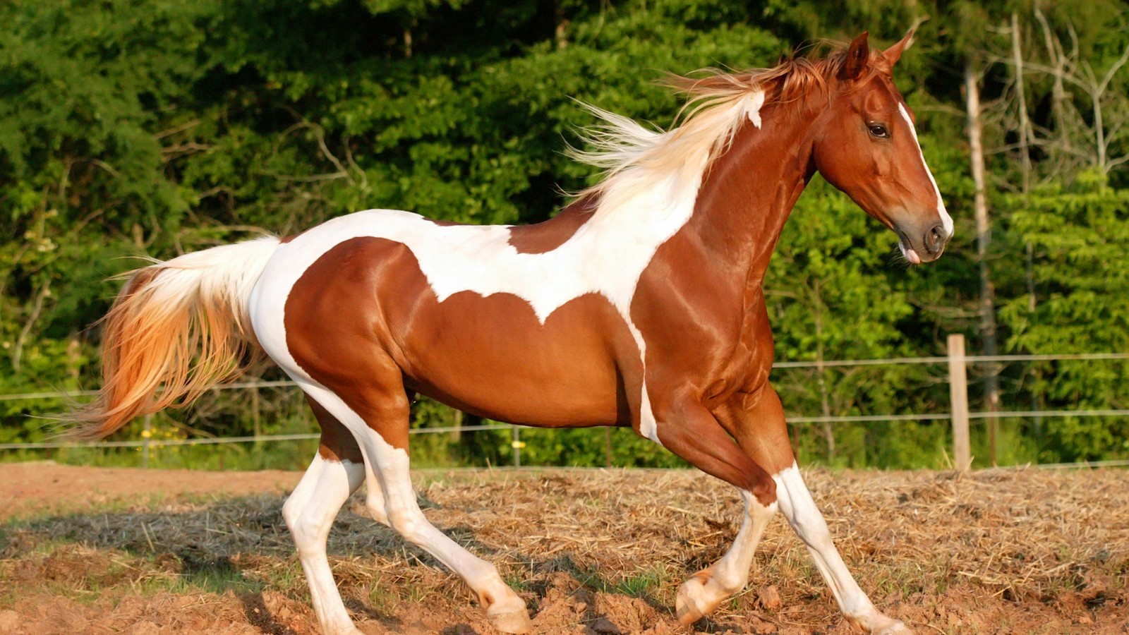 Há um cavalo marrom e branco correndo em um campo (cavalo, juba, garanhão, égua, cavalo mustang)