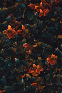 orange, water, leaf, pattern, plant wallpaper