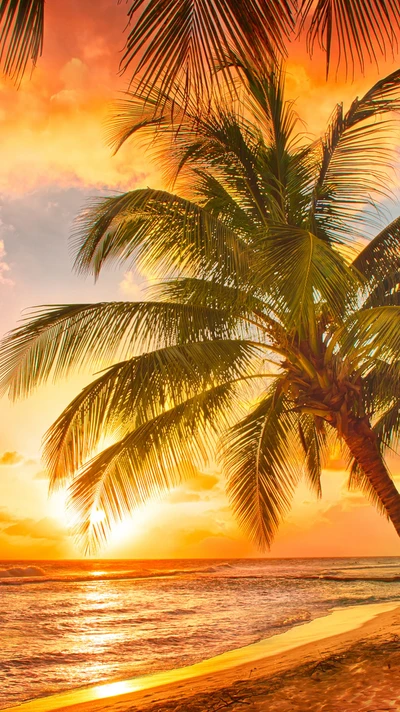 Atardecer sereno sobre una playa tranquila con siluetas de palmeras