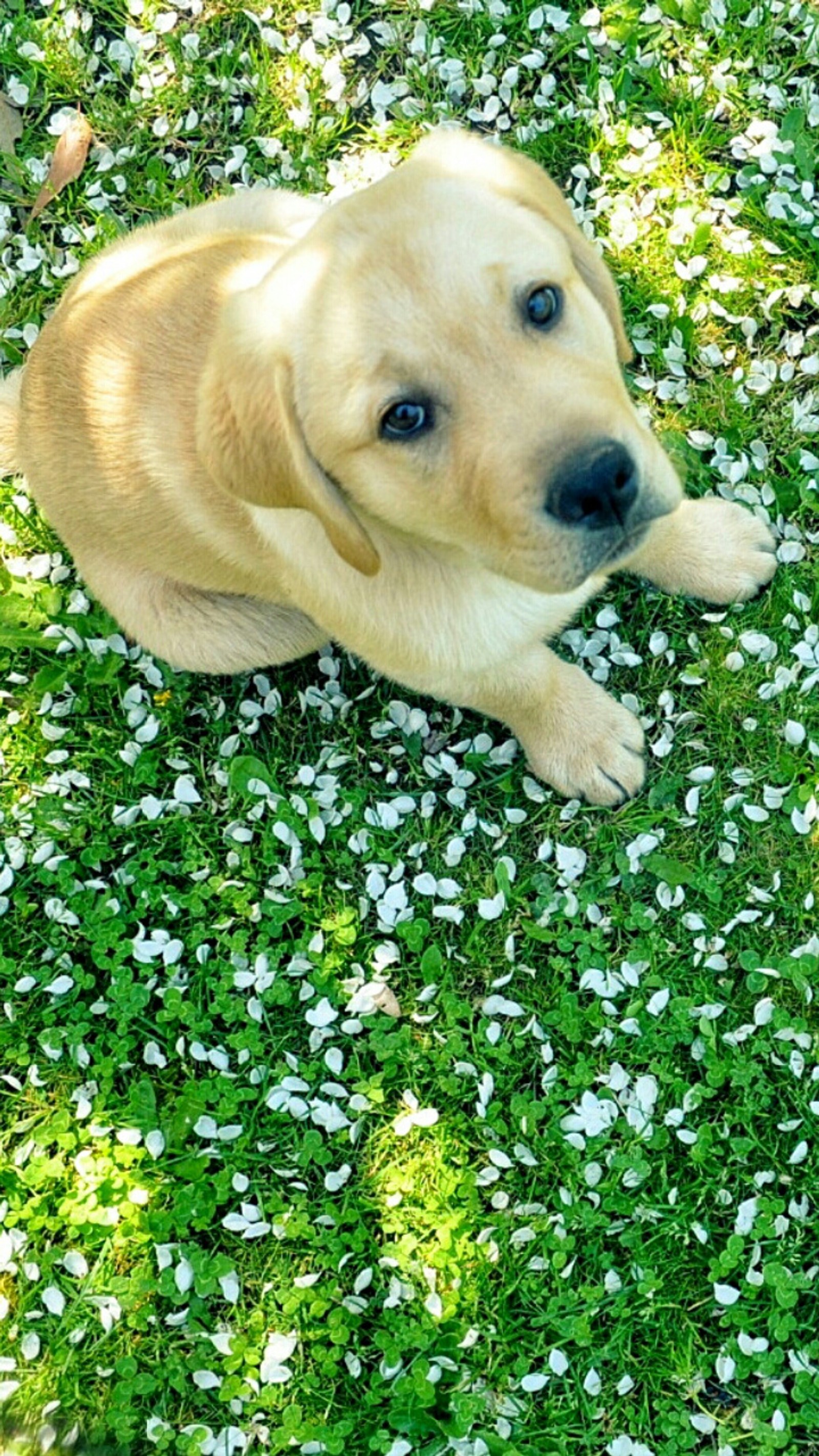 Un cachorro acostado en la hierba con un frisbee en la boca (perro, primavera)