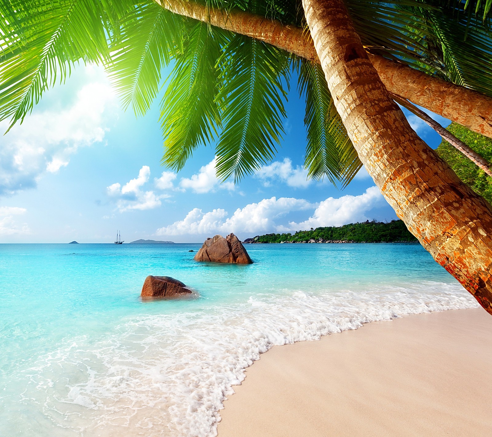 Vue d'une plage avec un palmier et une roche dans l'eau (plage, la côte, palmiers, mer, tropical)