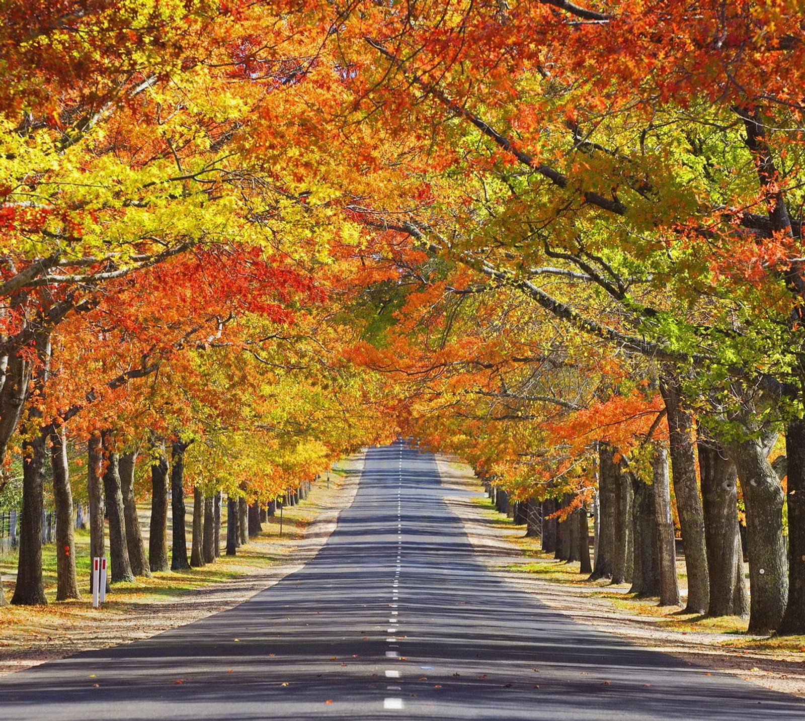 australie, autumn, memorial avenue, mount macedon, victoria Download Wallpaper