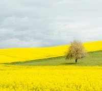 nature, téléverser, inspirer