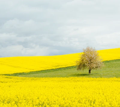 natur, hochladen, inspirieren