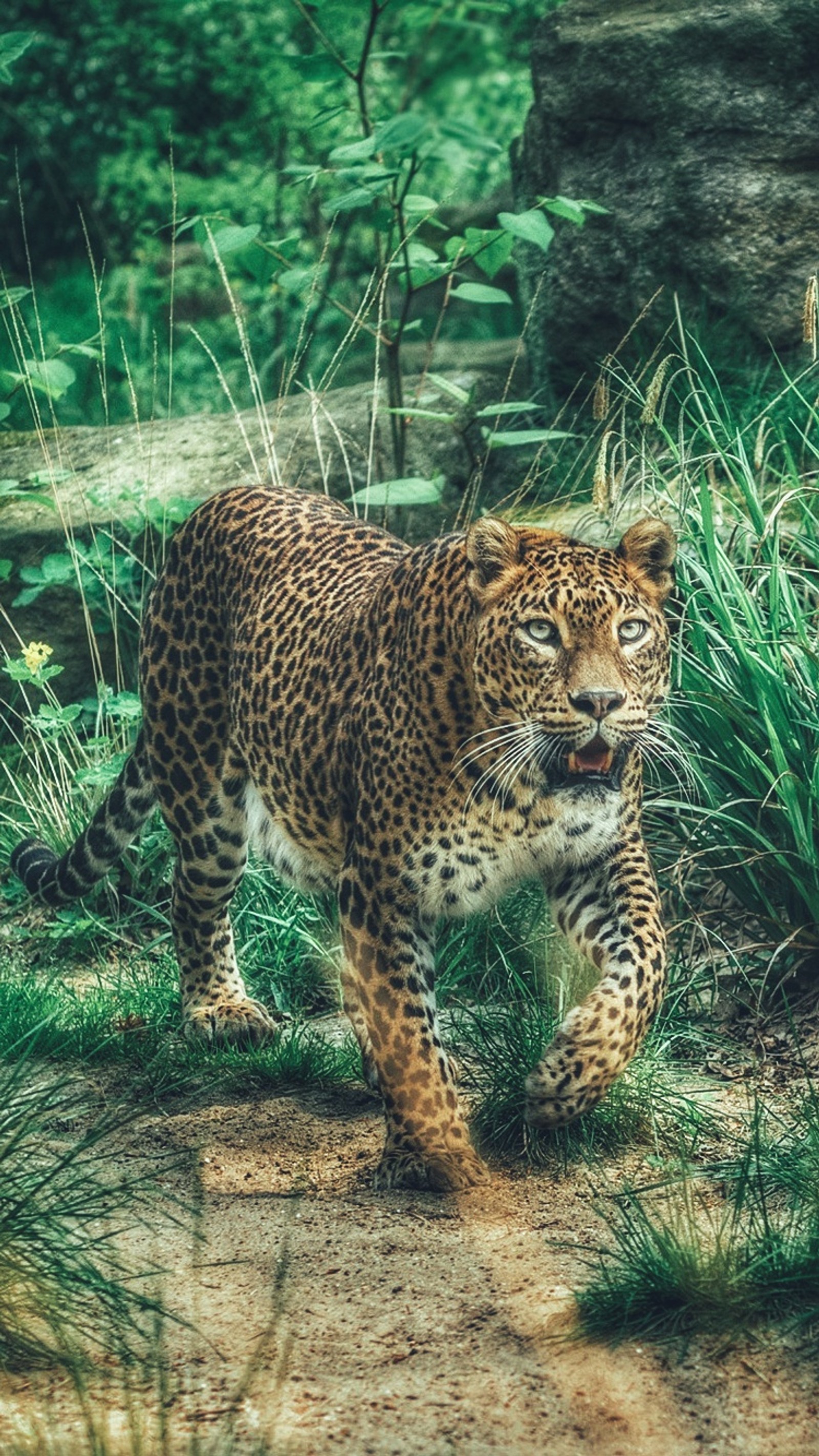 Há um leopardo andando na grama perto de uma rocha (áfrica, animal, felino grande, leopardo, natureza)