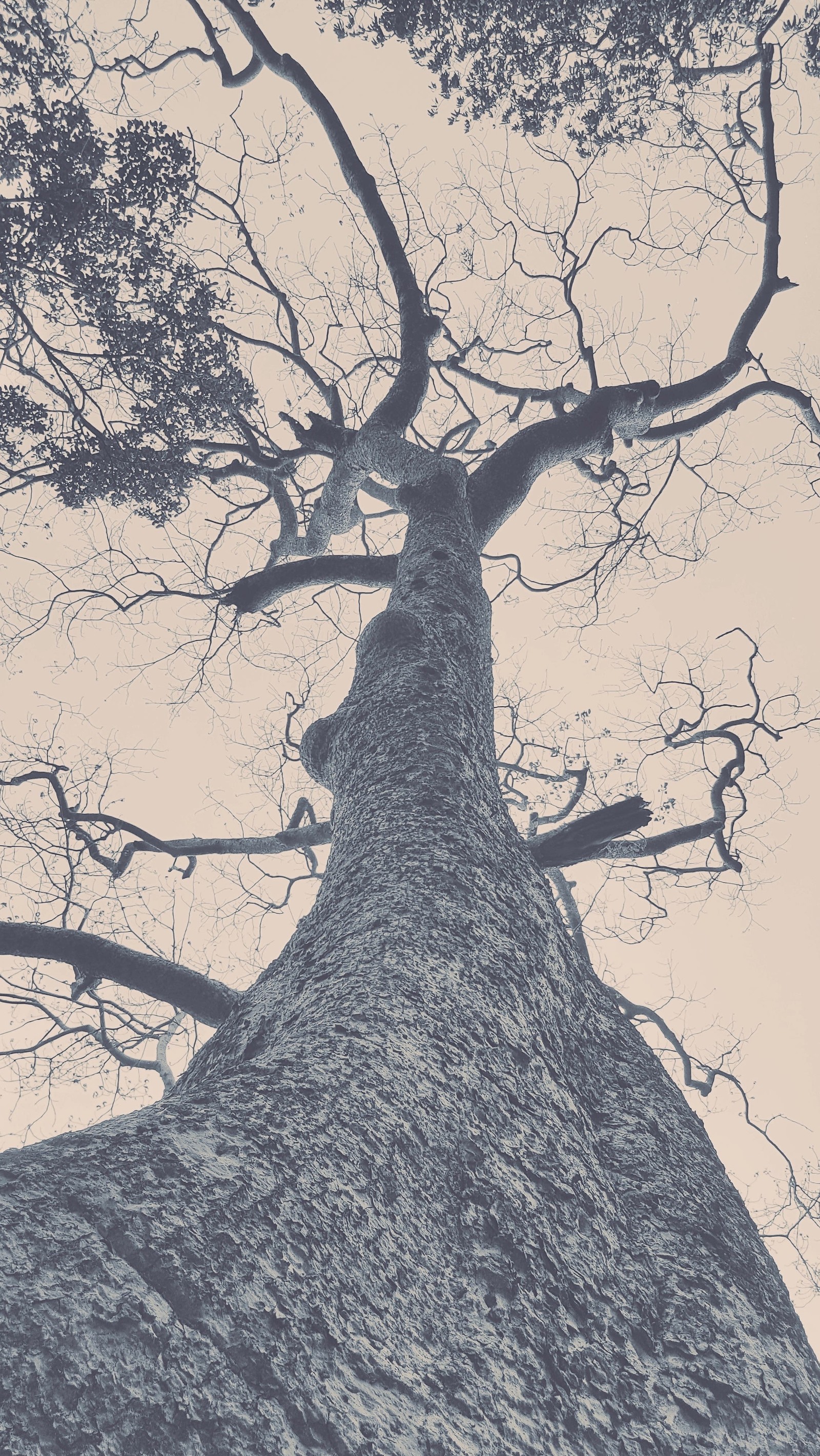 Vue arabe d'un arbre sans feuilles (noir et blanc, monochrome, arbre)