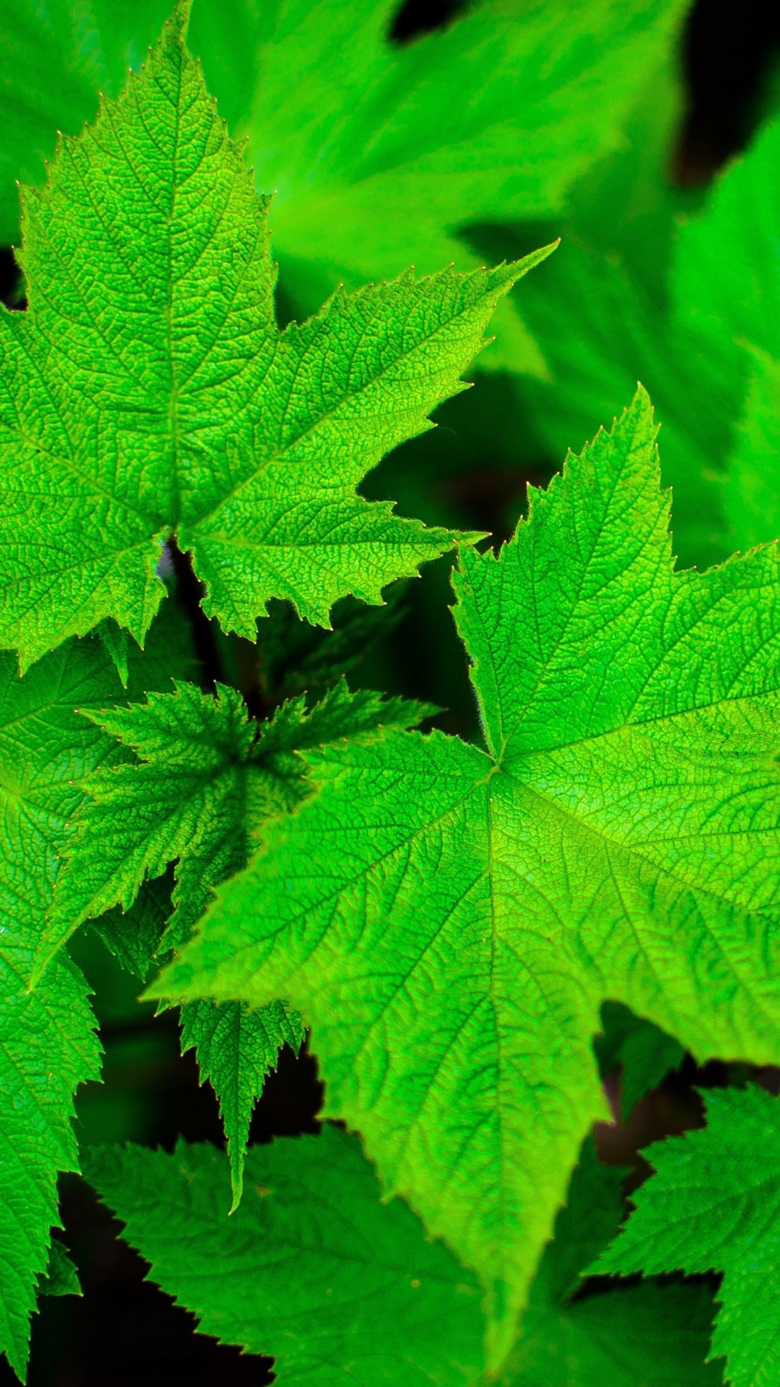 A close up of a green leaf with a black background (green, leaves, macro, nature)