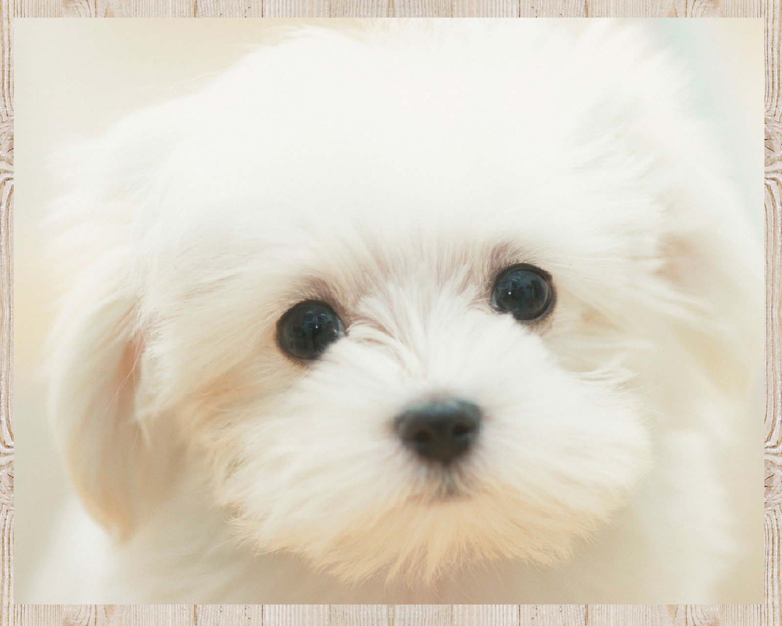 Il y a un chien blanc avec un nez noir et un pelage blanc. (chien, chiot)