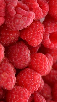 Frische, lebendige Himbeeren dicht beieinander gestapelt.