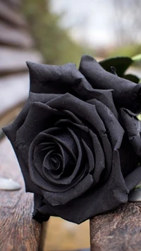 Black Rose on Wooden Surface