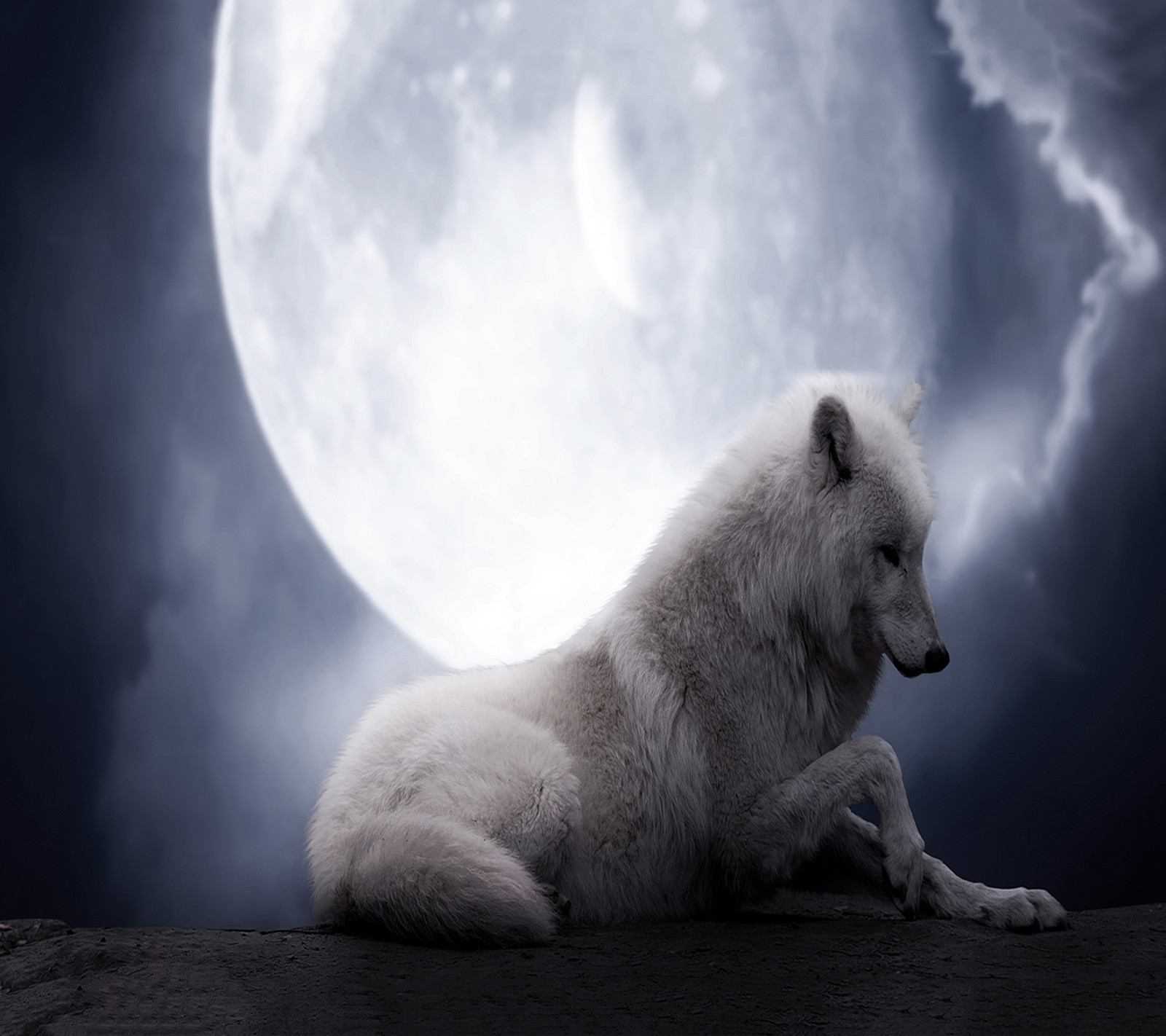 Un loup blanc assis sur un rocher devant une pleine lune (solitaire, loup)