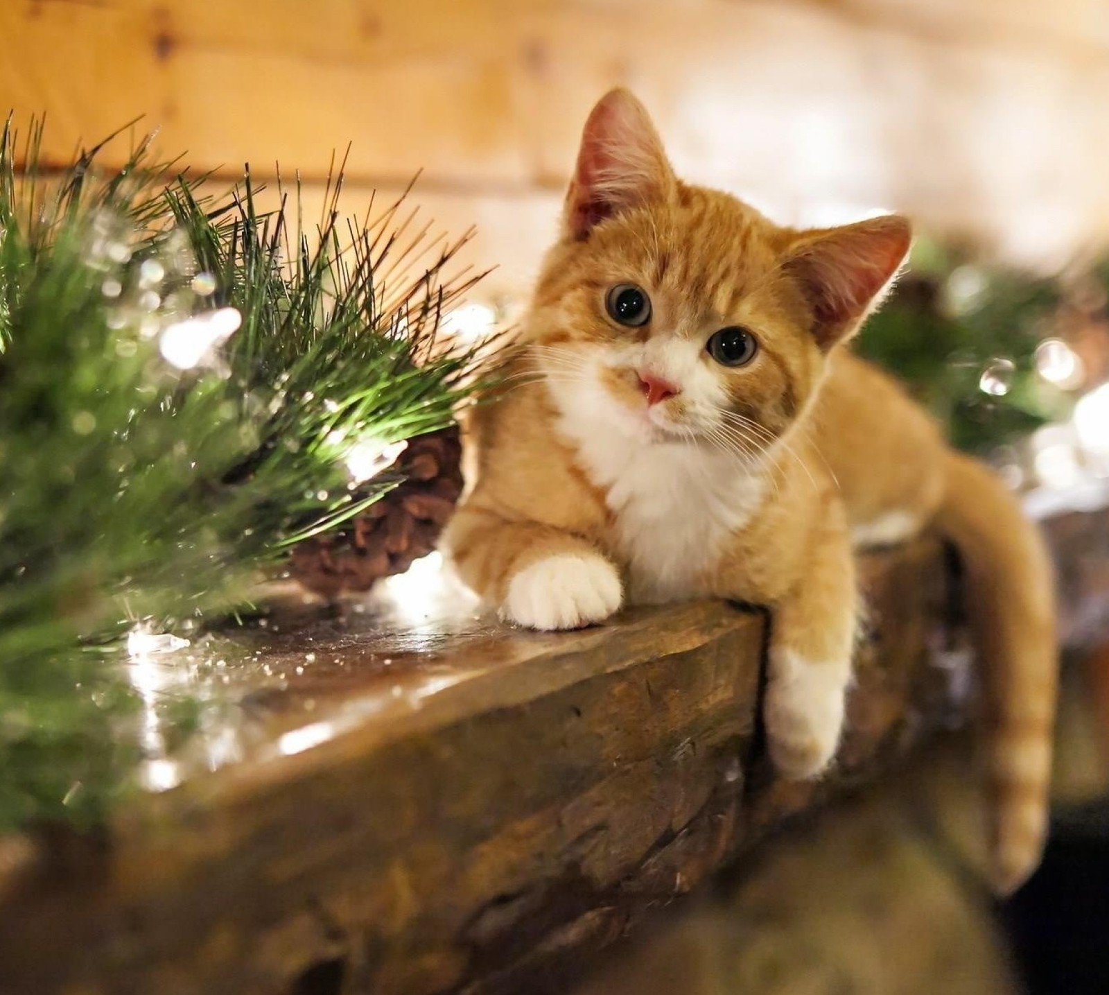 Hay un gato sentado en un borde cerca de un árbol (cat, decoración navideña)