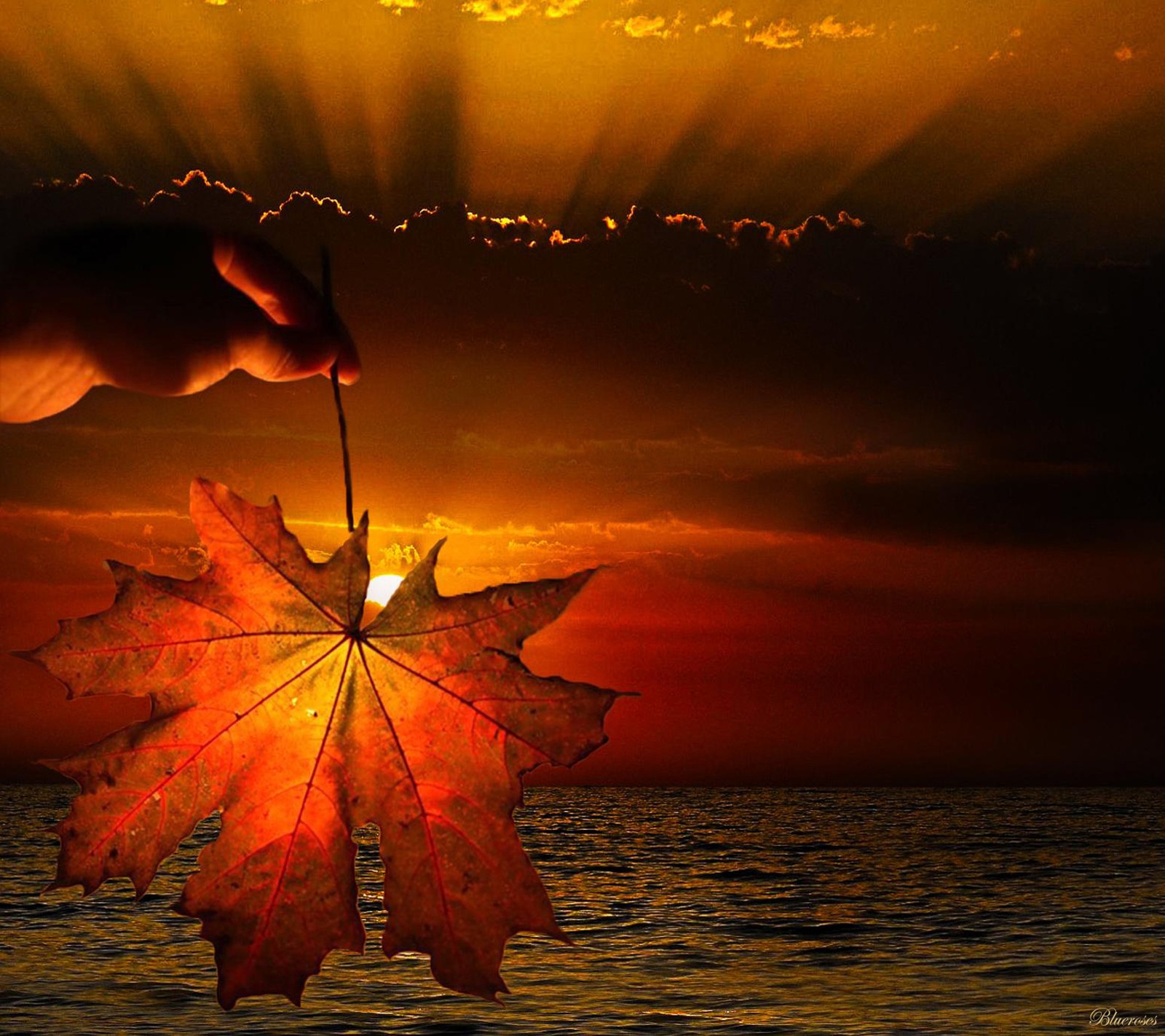 Someone holding a leaf in front of a sunset over the ocean (autumn leaf, sunset)