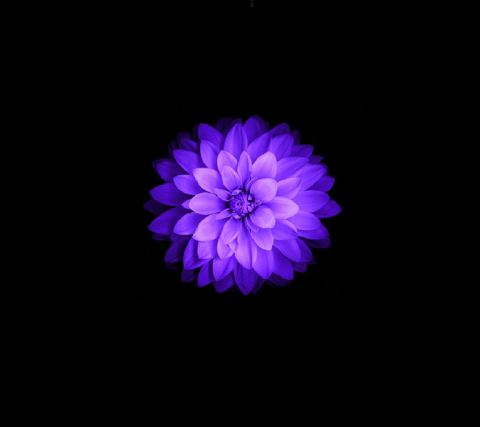 Fleur violette sur fond noir (noir, bleu, fleur, violet)