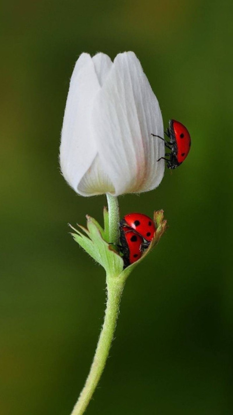 На белом цветке с зеленым фоном сидят две божьи коровки (and ladybugs, тюльпан)