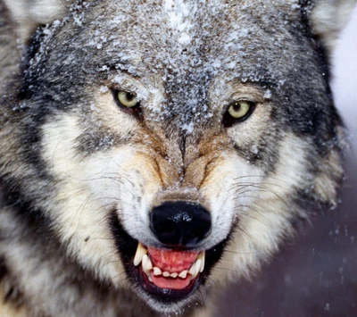 Lobo salvaje enojado en paisaje gris nevado