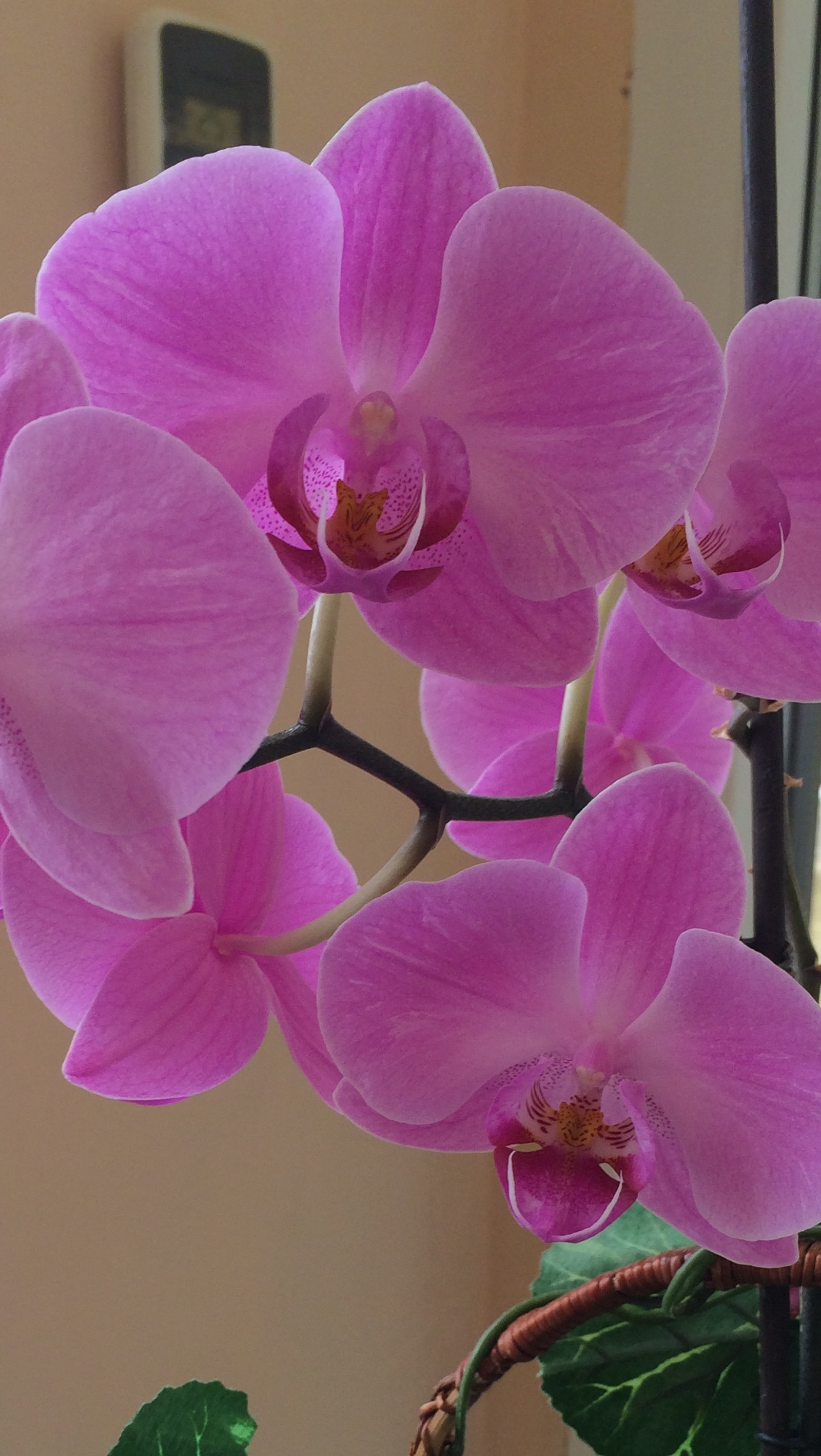 Há uma flor rosa em um vaso sobre uma mesa (flor, legal)