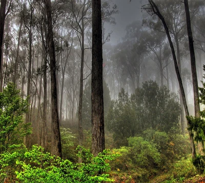 forest, nature