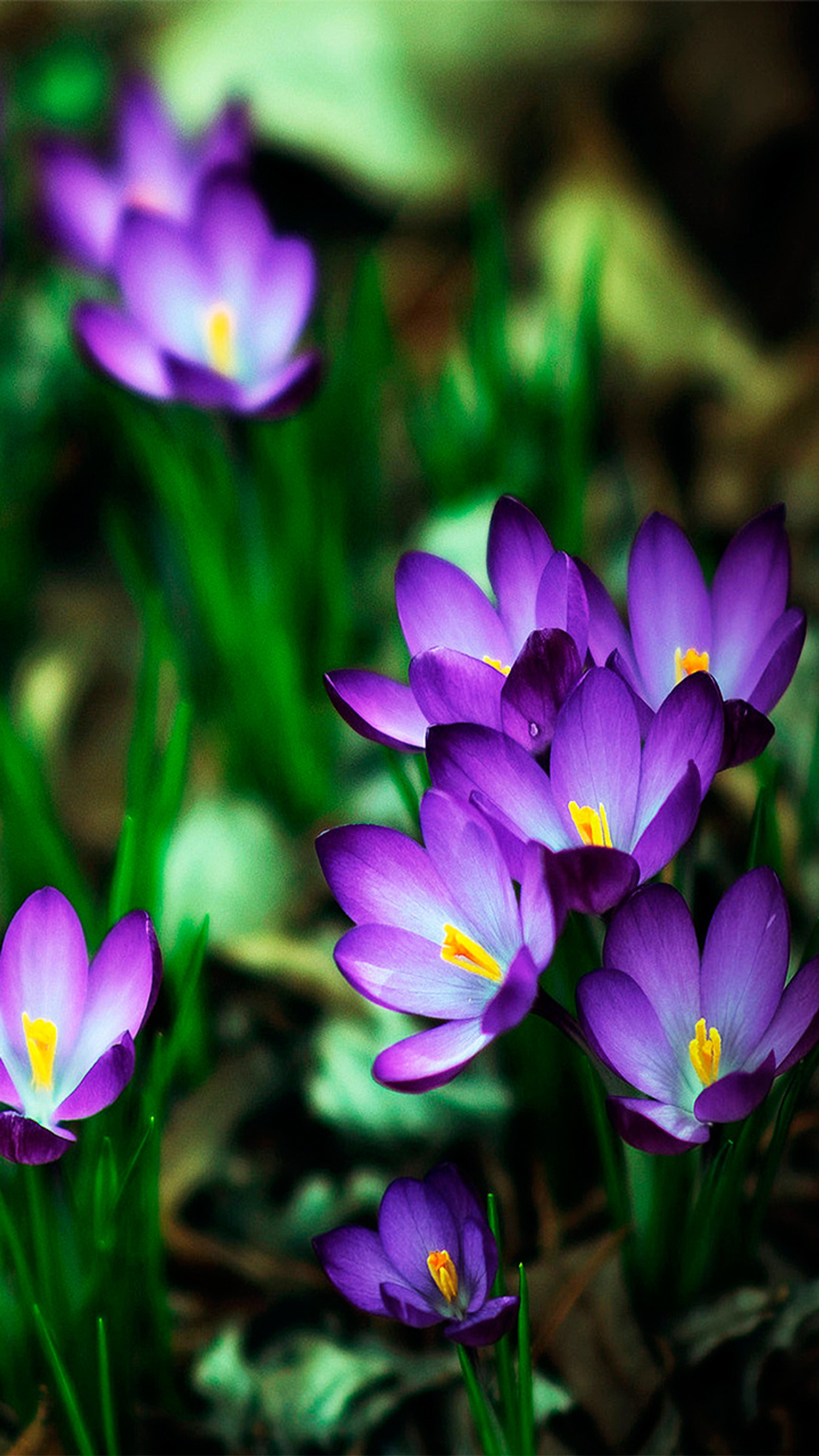 crocus, flora, flowers, great, green Download Wallpaper