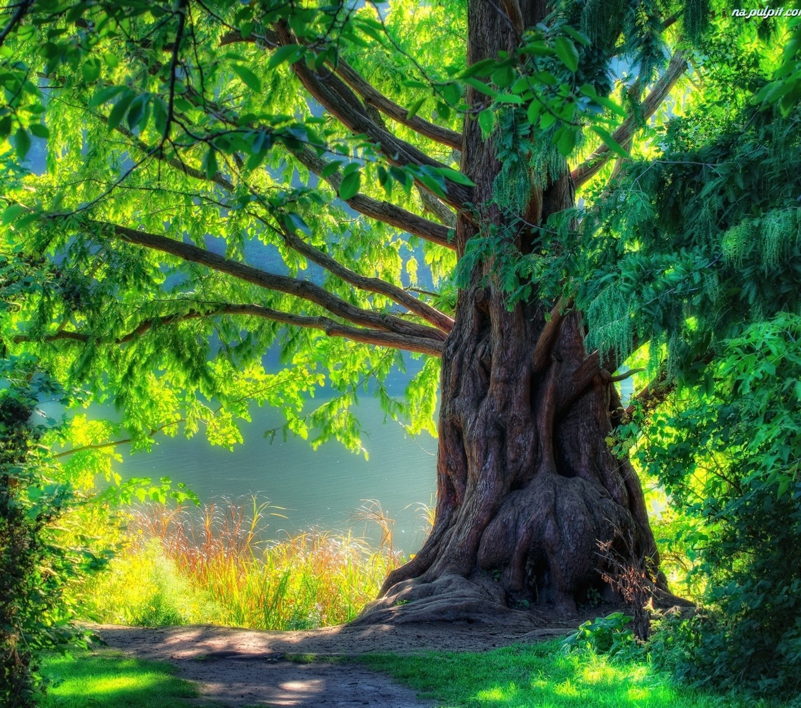 Descargar fondo de pantalla árbol, naturaleza