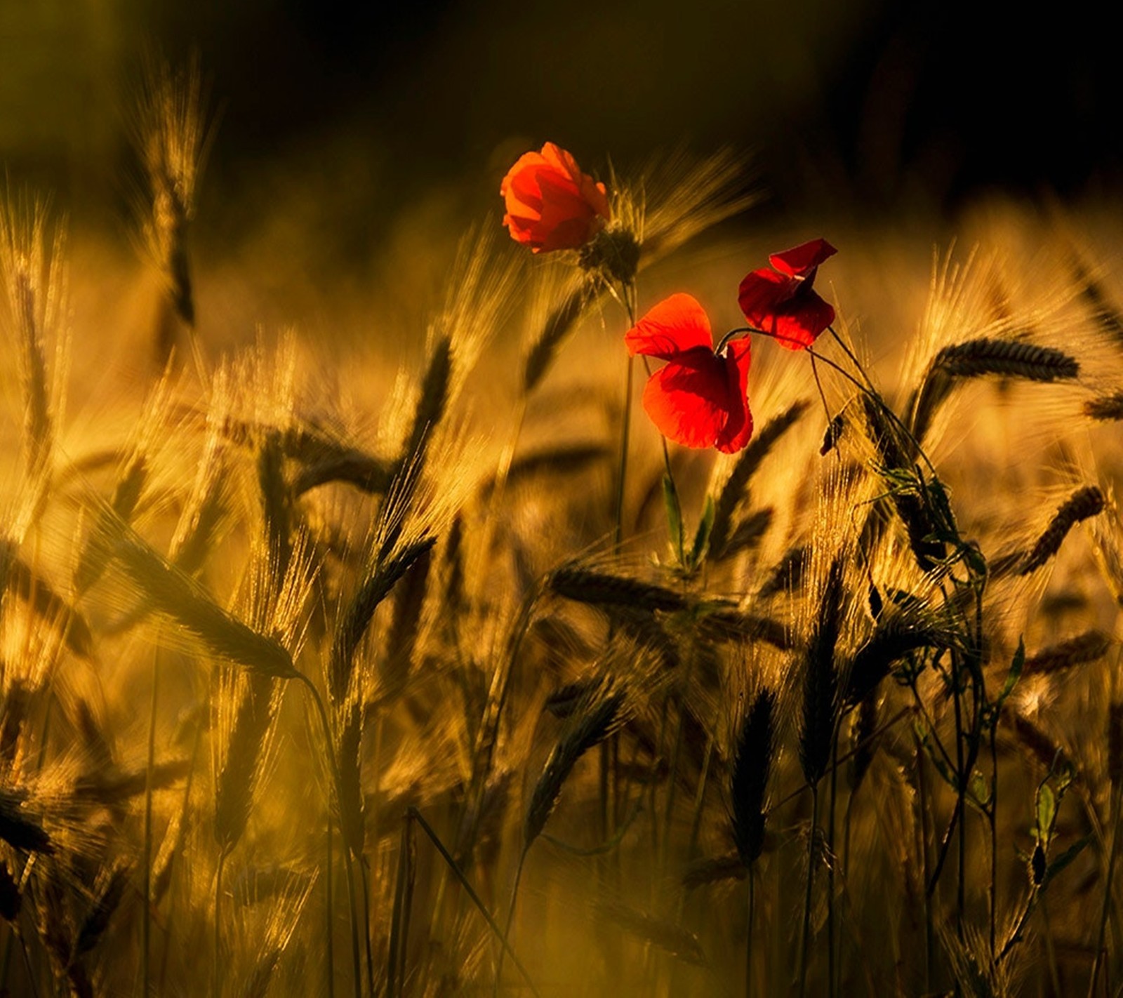 nature, poppies Download Wallpaper