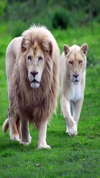 king, land, lion family