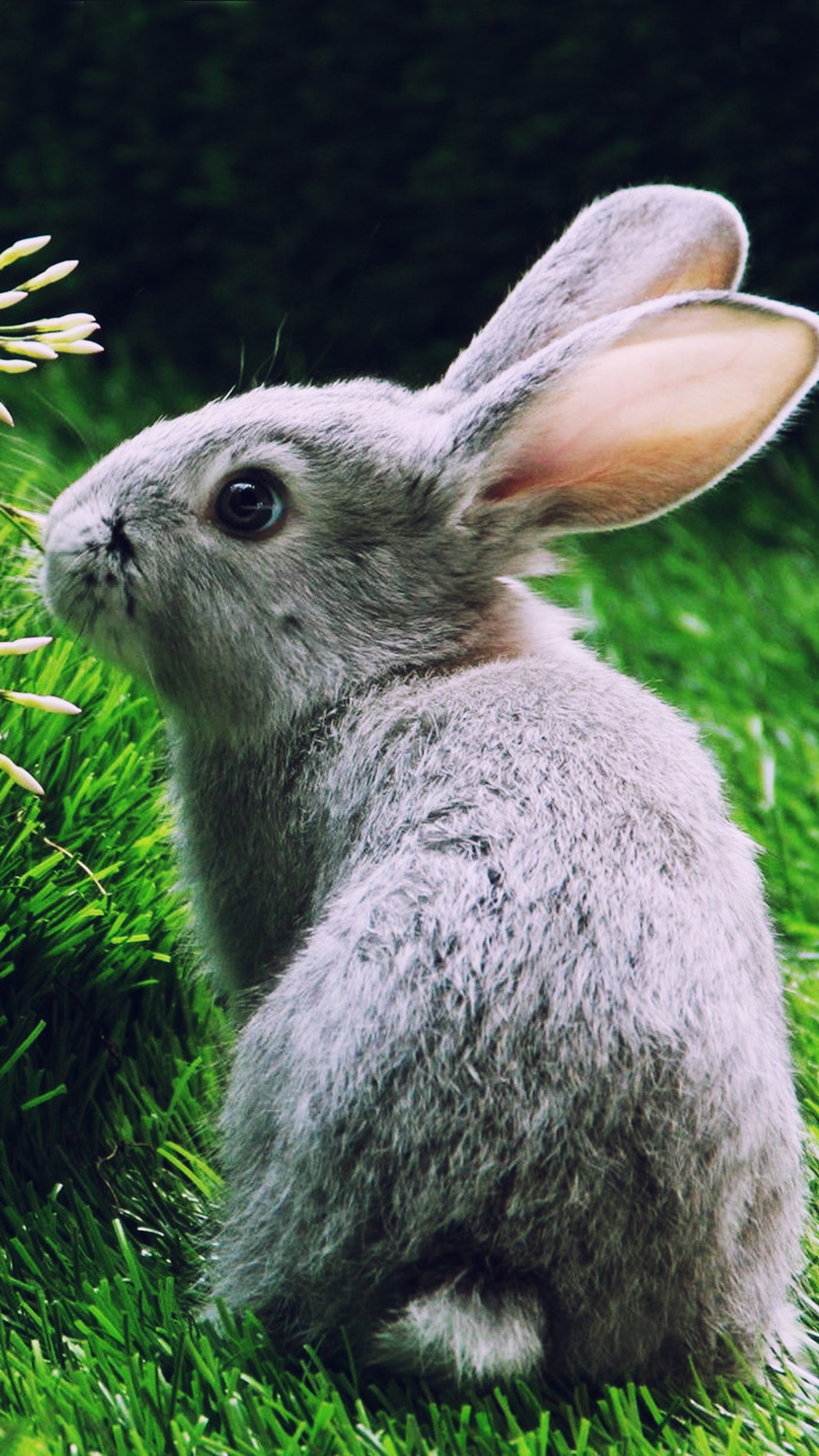 There is a small rabbit sitting in the grass next to a plant (bunny, cute, gray, hare, love)