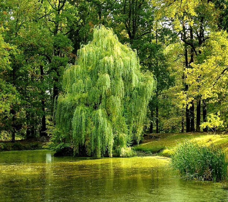 A view of a pond with a tree in the middle of it (nature)