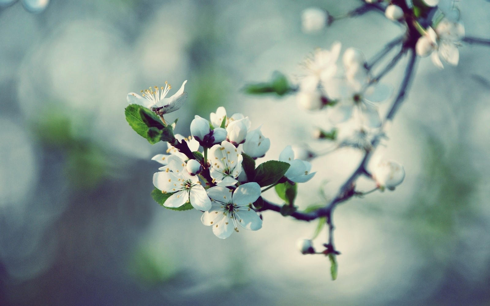 There is a close up of a flowered tree branch (blossom, spring, branch, plant, twig)