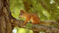 Fuchs-Eichhörnchen auf einem Kiefernzweig