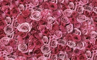 rose, flower, garden roses, pink flowers, pink