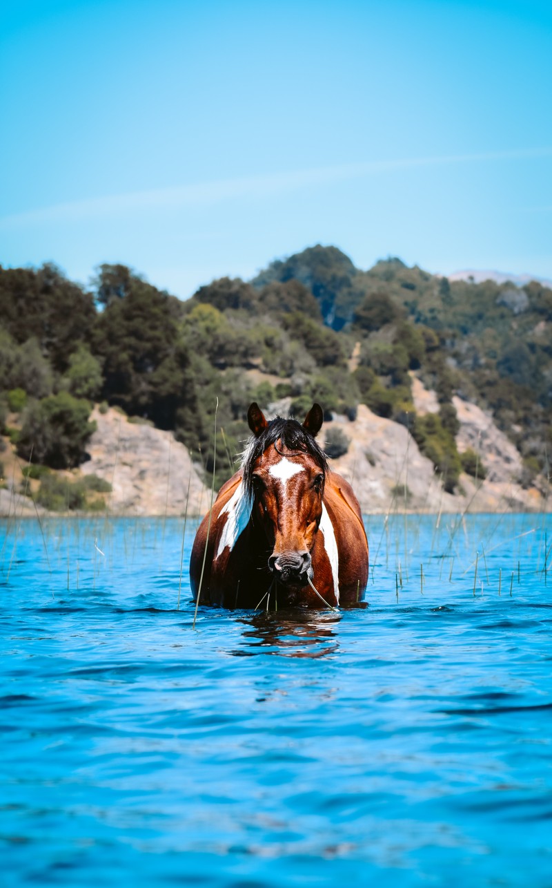 Лошадь стоит в воде (мустанг, mustang, вода, грива, белая лошадь)