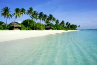 Tropical Beach Paradise with Palm Trees and Clear Blue Waters