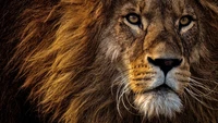 Majestic Close-Up of a Lion's Face with Intense Eyes and Flowing Mane.