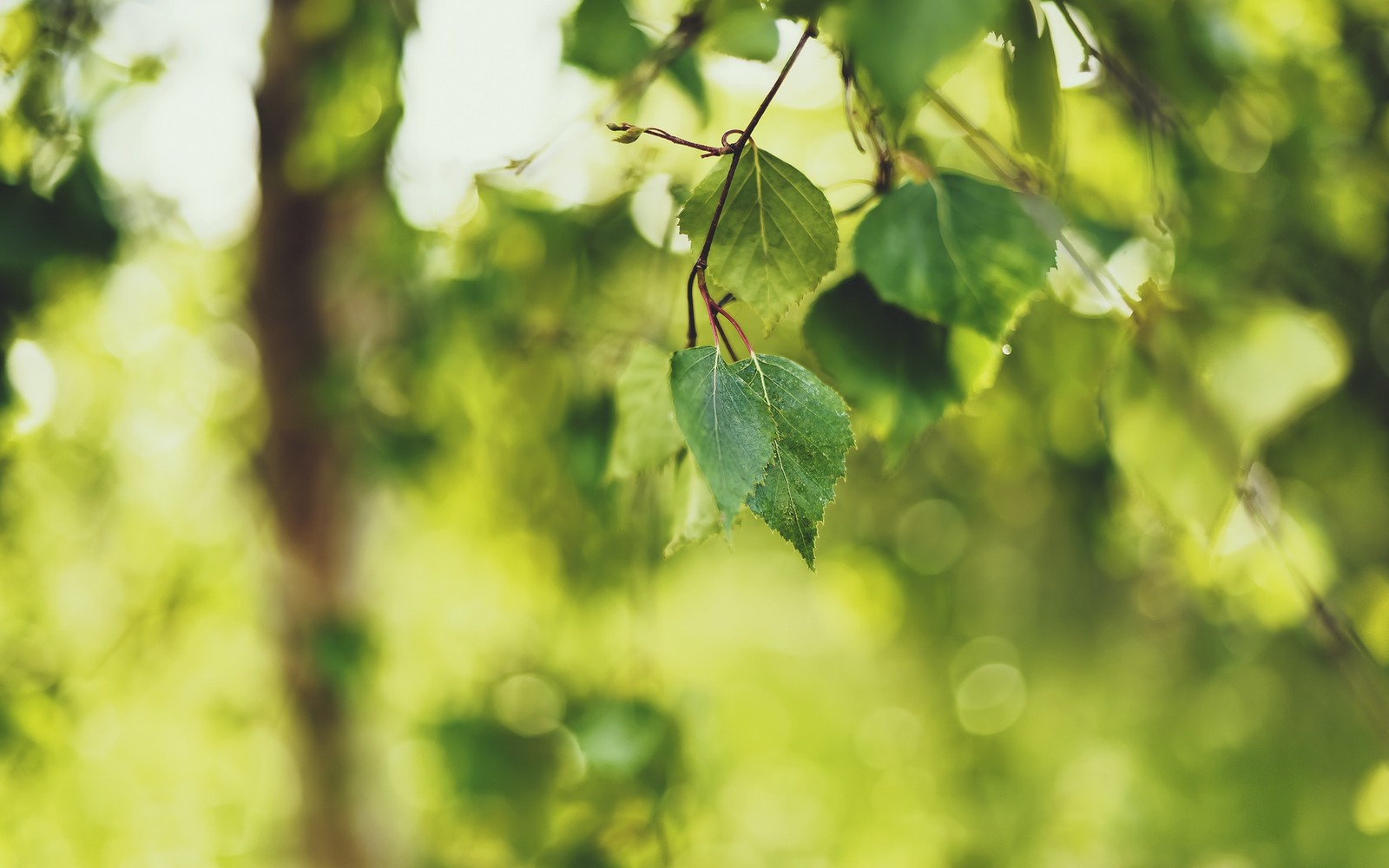 There is a close up of a leafy tree with a blurry background (tree, branch, twig, green, plant)