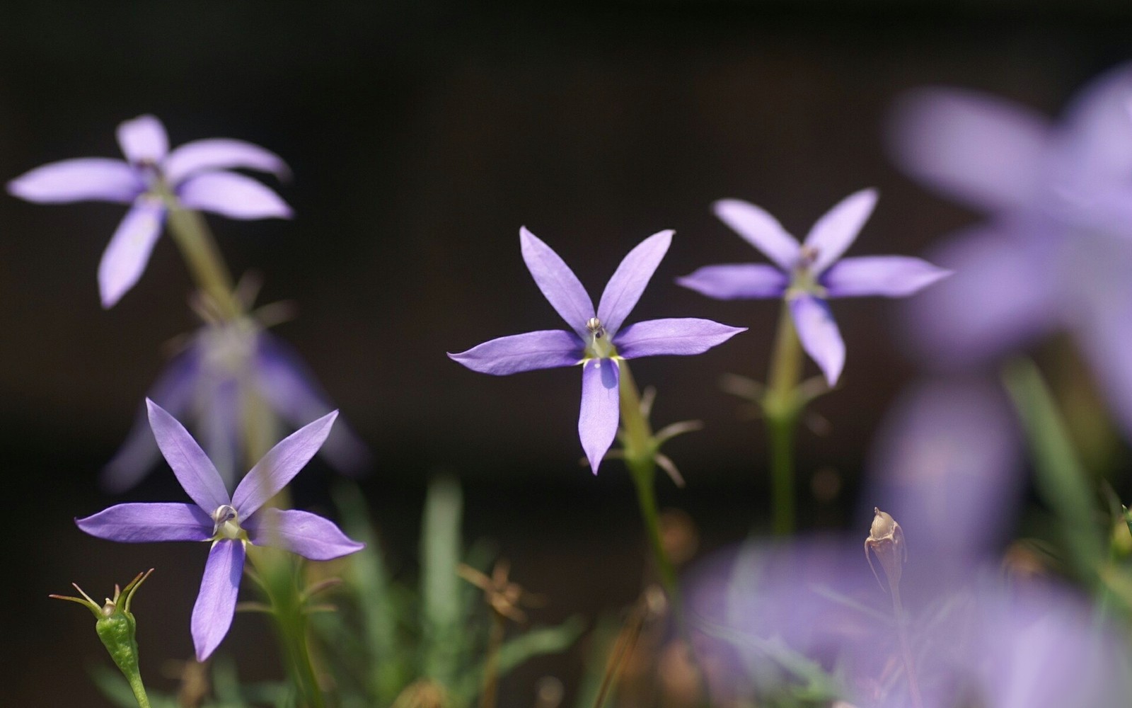 Des fleurs violettes fleurissent dans un champ de gazon vert (plante à fleurs, plante, pétale, fleur sauvage, famille des campanules)