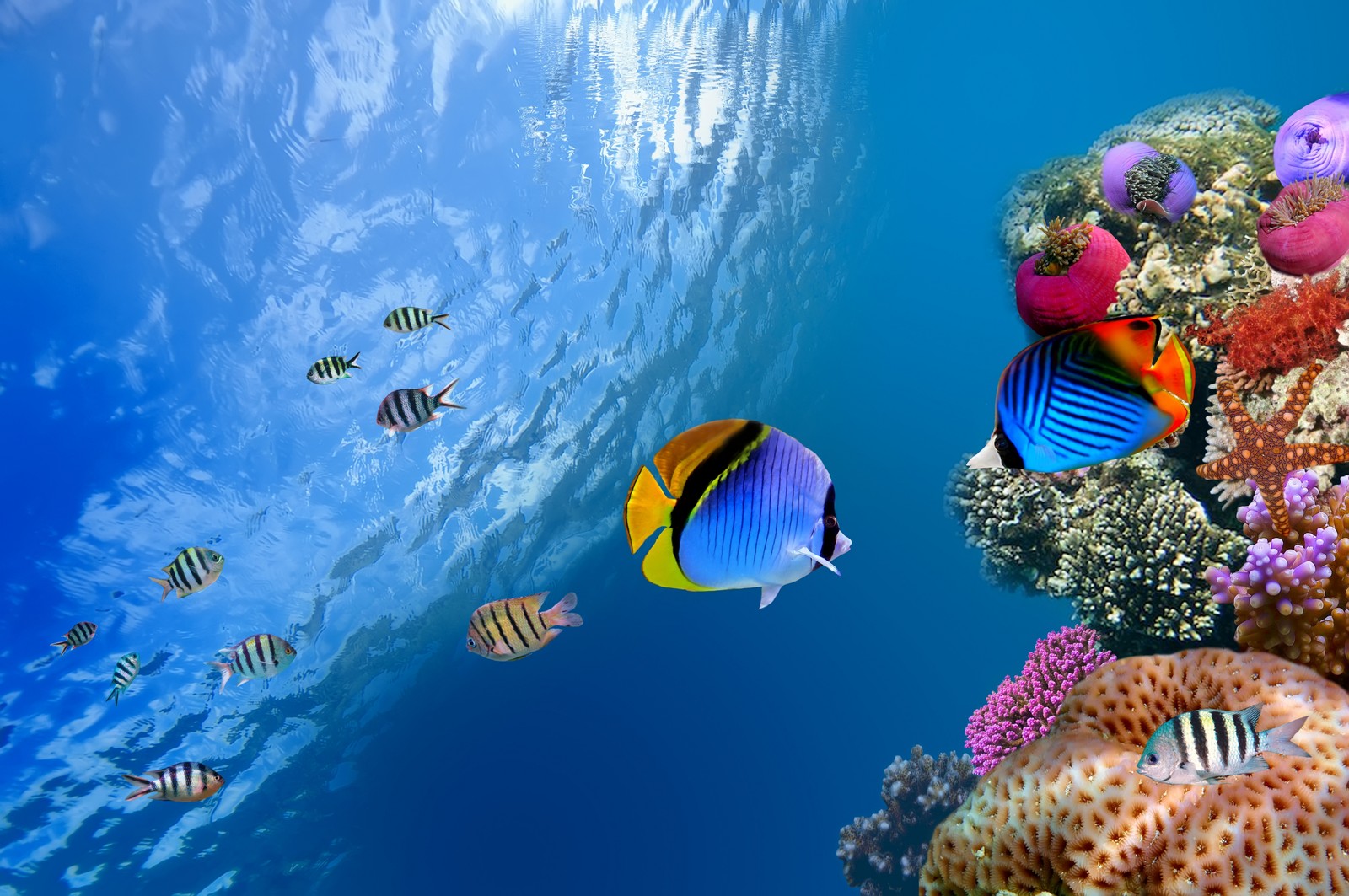 Un primer plano de un grupo de peces nadando en el océano (arrecife de coral, subacuático, peces de arrecife de coral, biología marina, pez)