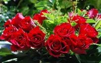 Roses floribunda rouges vibrantes dans une verdure luxuriante