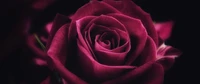 rose, garden roses, flower, plant, petal wallpaper