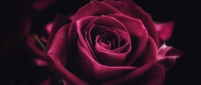 Vibrant Purple Hybrid Tea Rose in Bloom