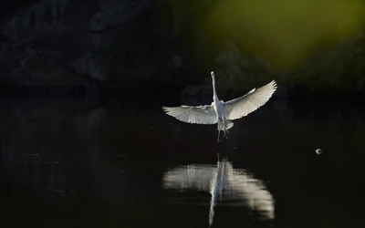 Majestic water bird in flight, reflecting gracefully on a tranquil surface.