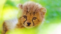 Adorable Cheetah Cub with Whiskers and Captivating Eyes