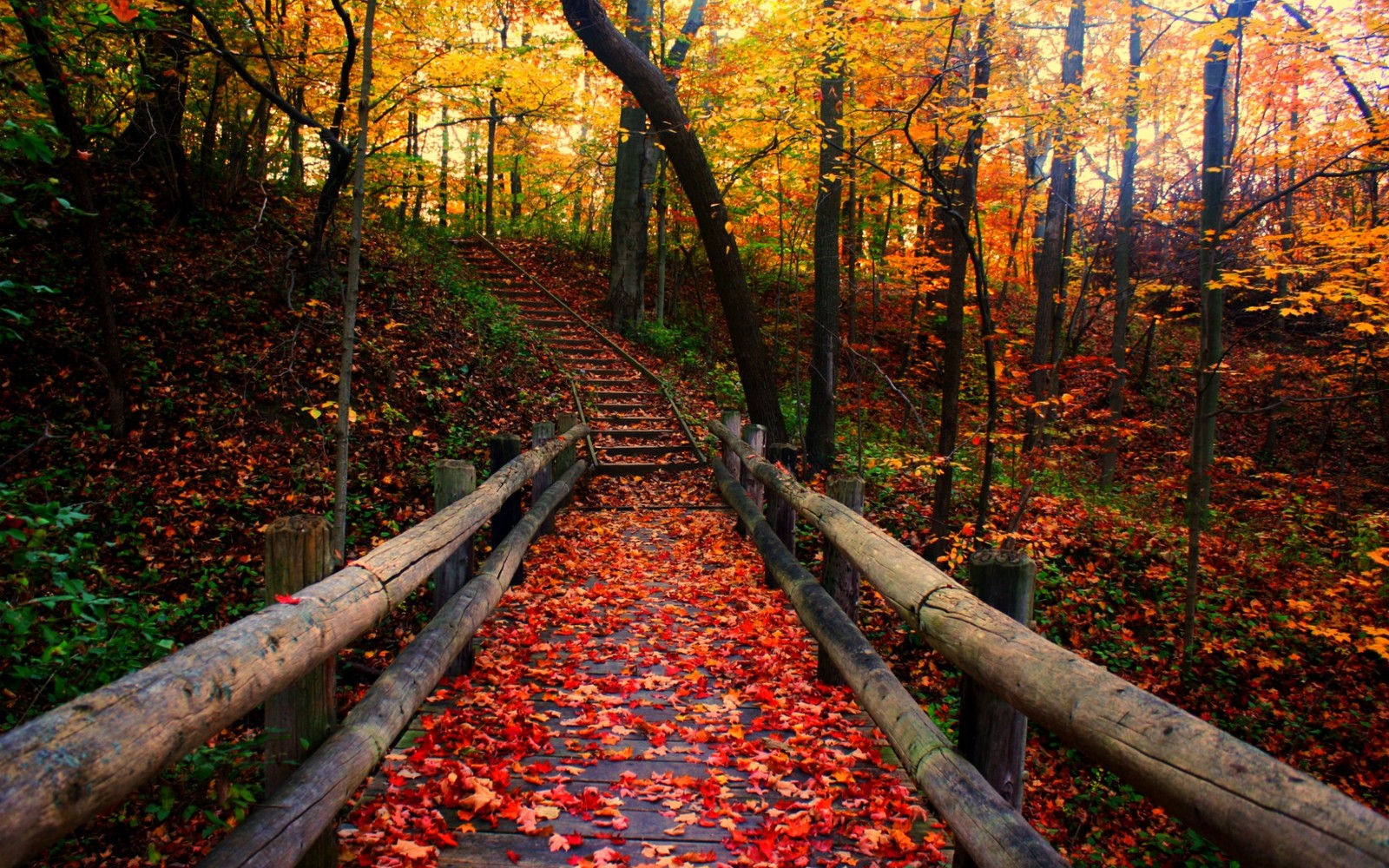 Lade herbst, saison, baum, blatt, natur Hintergrund herunter