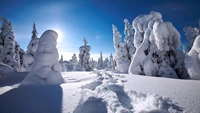 Tranquil Winter Wonderland: Snow-Covered Trees Under a Bright Arctic Sky