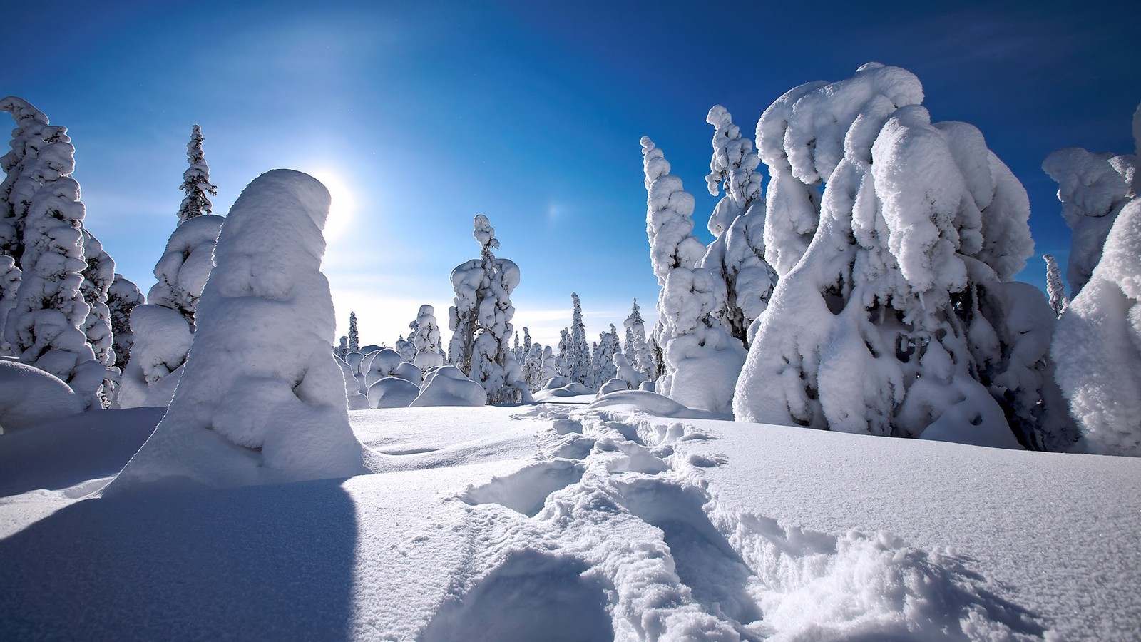 Arafed view of a snow covered forest with a bright sun (winter, snow, freezing, ice, arctic)