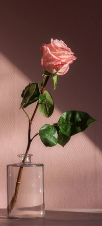 Elegante rosa híbrida de té rosa en jarrón de vidrio