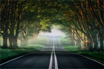 Misty Forest Avenue: A Serene Spring Road Surrounded by Lush Greenery