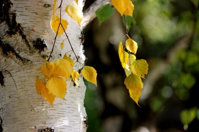 Feuilles d'automne sur le bouleau